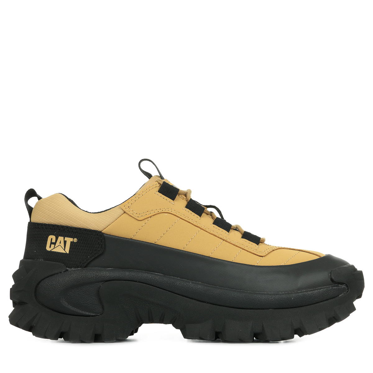 Basket caterpillar intruder 2025